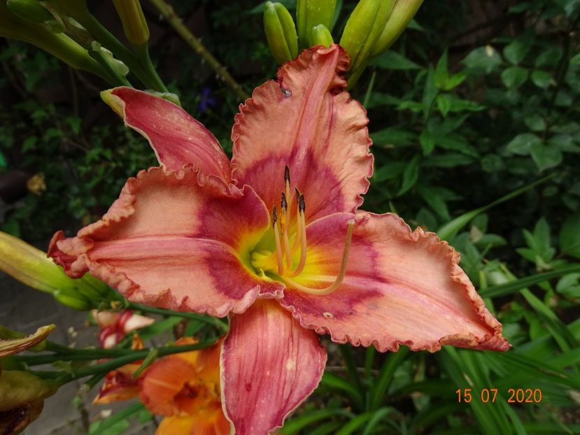  - Hemerocallis 2020