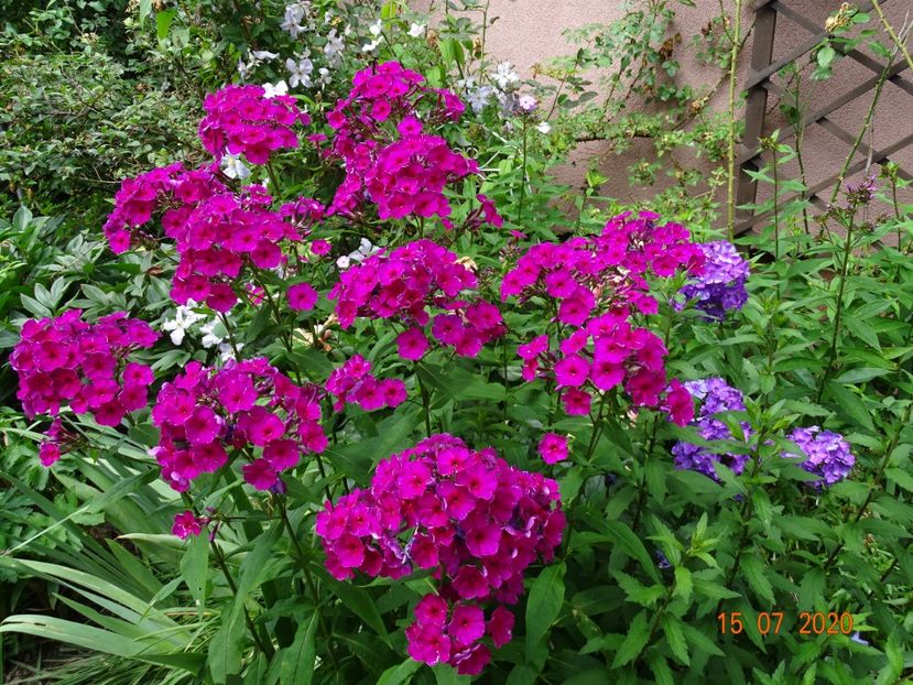  - Phlox 2020