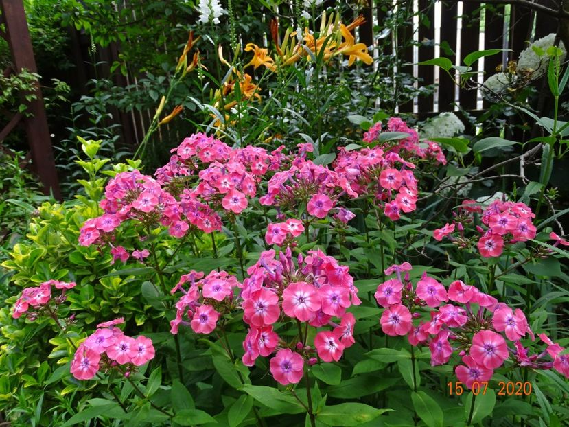 - Phlox 2020