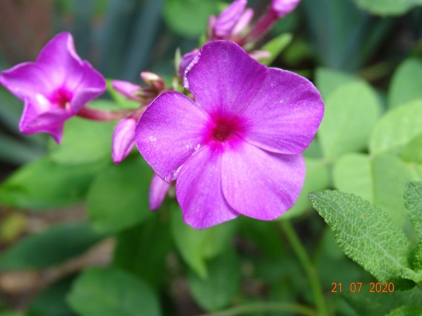  - Phlox 2020