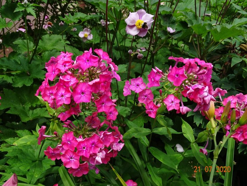  - Phlox 2020
