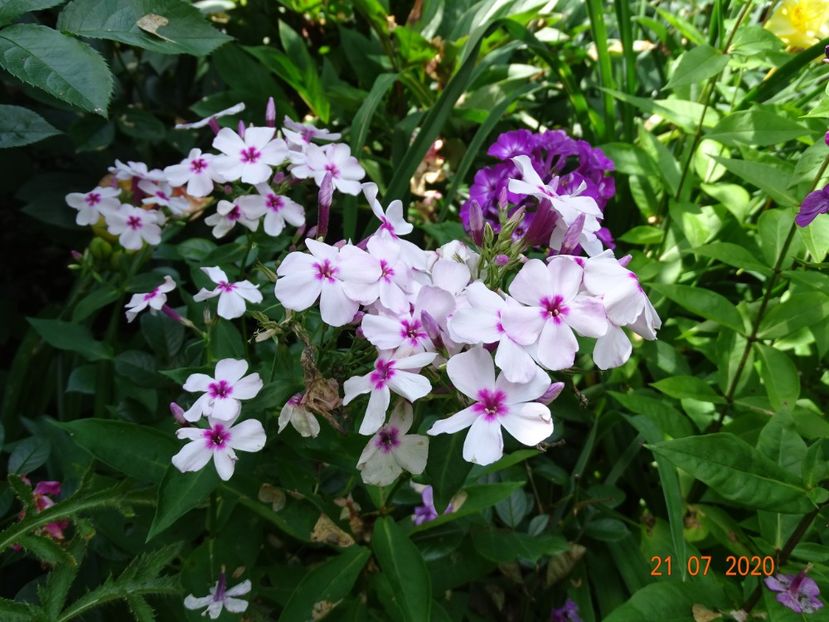 - Phlox 2020
