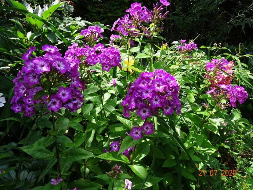  - Phlox 2020