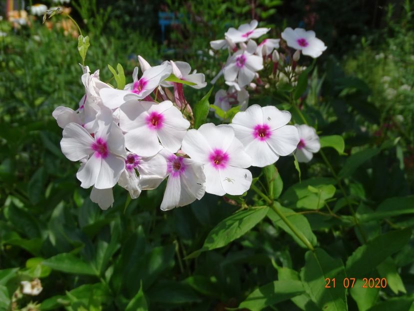  - Phlox 2020