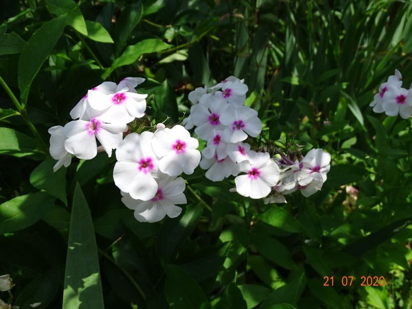  - Phlox 2020