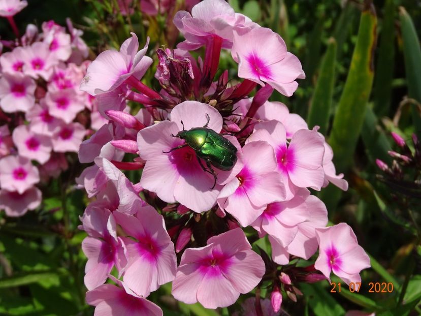  - Phlox 2020