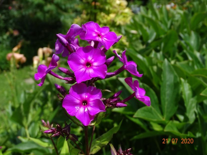  - Phlox 2020