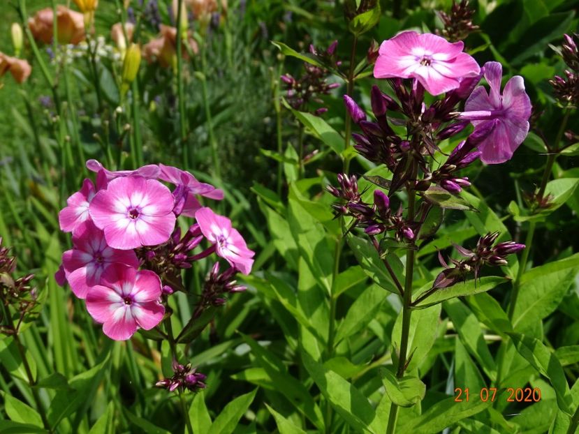  - Phlox 2020