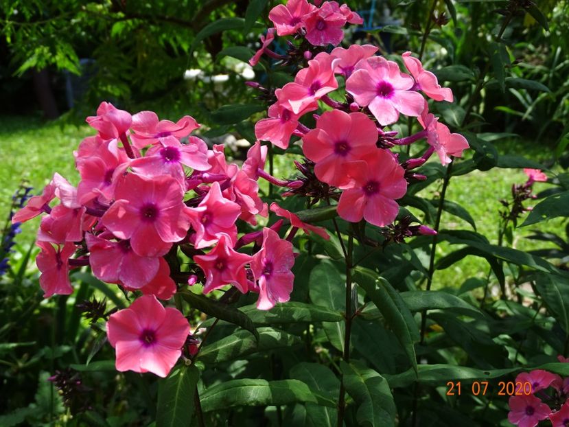  - Phlox 2020