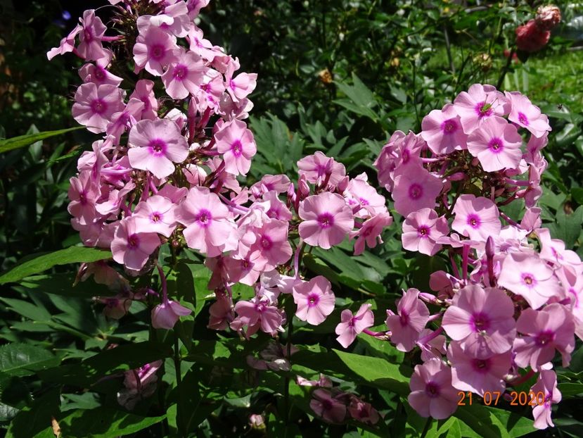  - Phlox 2020