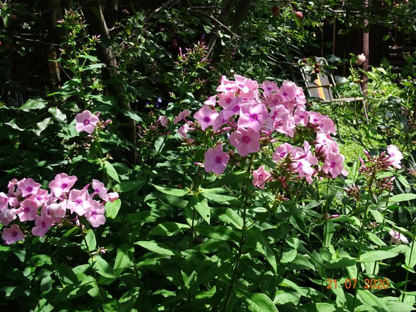  - Phlox 2020