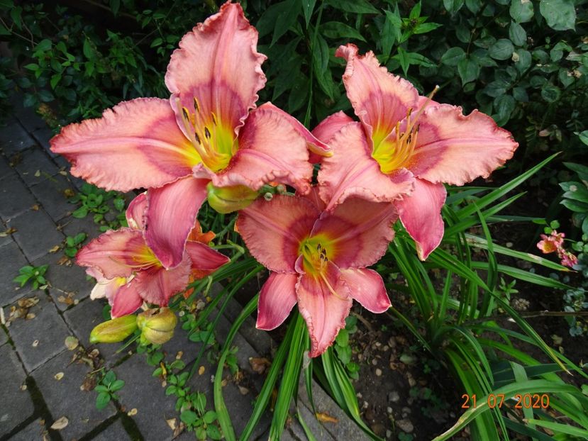  - Hemerocallis 2020