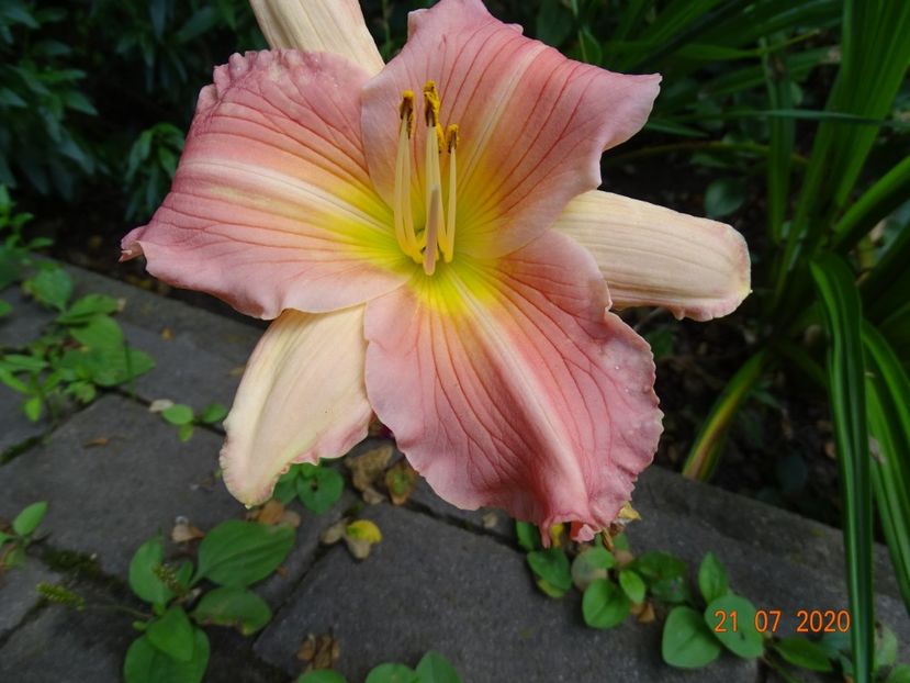  - Hemerocallis 2020