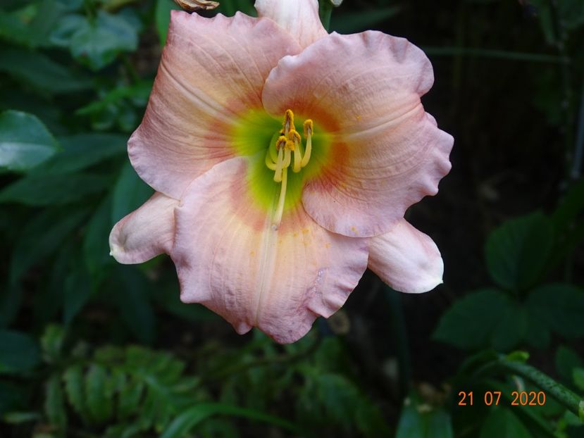  - Hemerocallis 2020