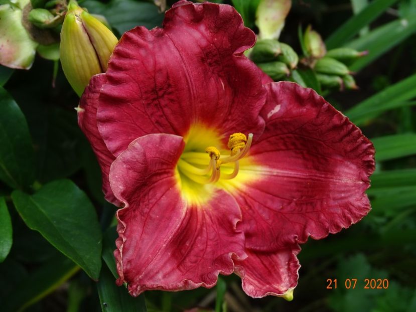  - Hemerocallis 2020