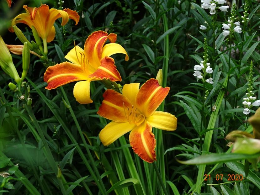  - Hemerocallis 2020