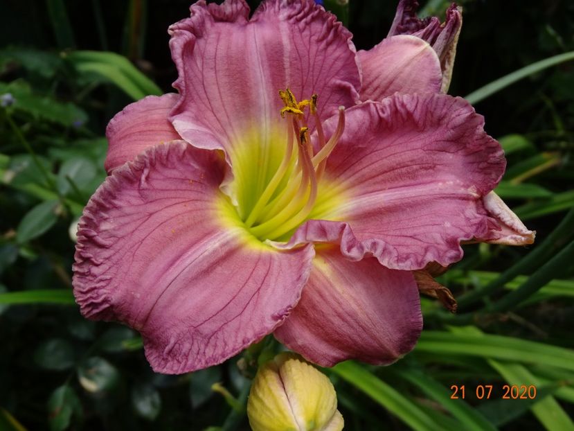  - Hemerocallis 2020