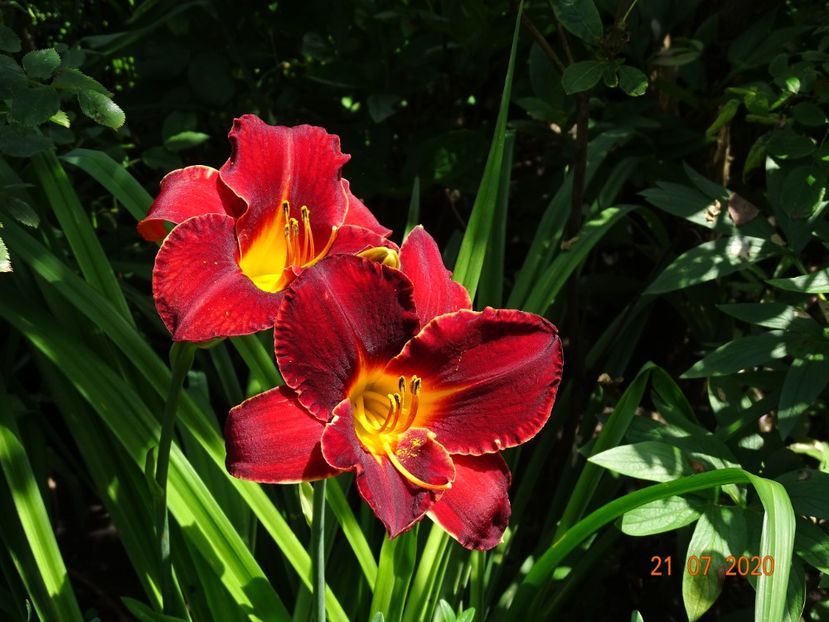  - Hemerocallis 2020