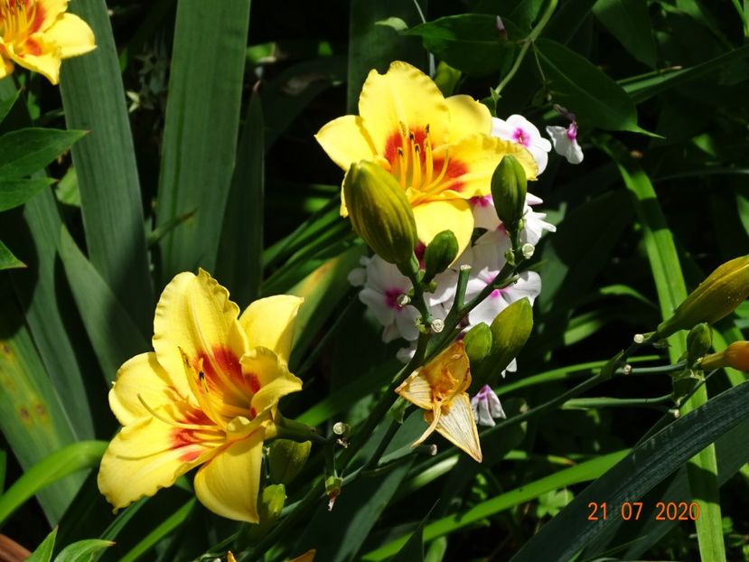  - Hemerocallis 2020