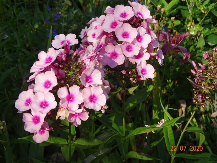  - Phlox 2020