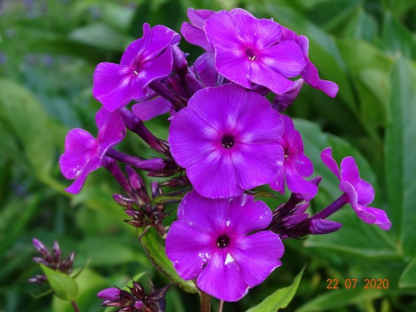  - Phlox 2020