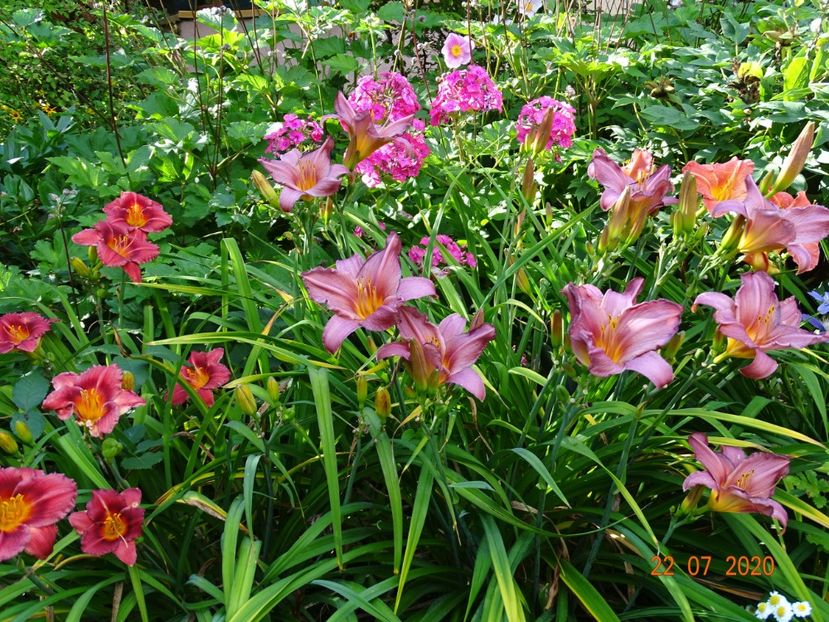  - Hemerocallis 2020