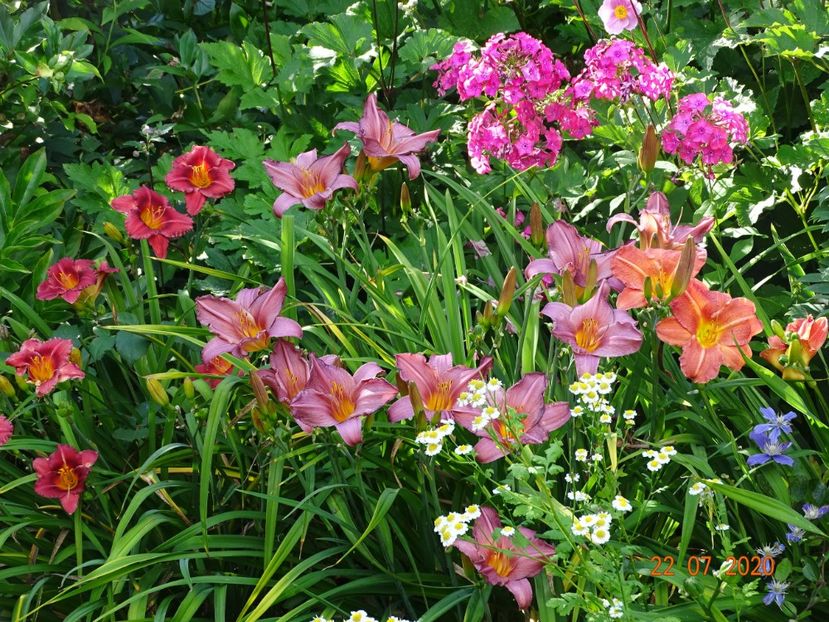  - Hemerocallis 2020