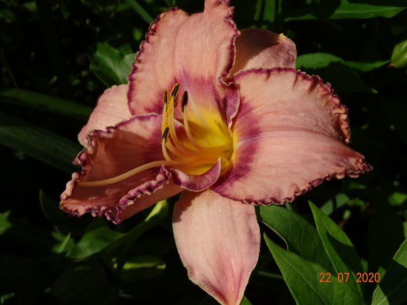  - Hemerocallis 2020