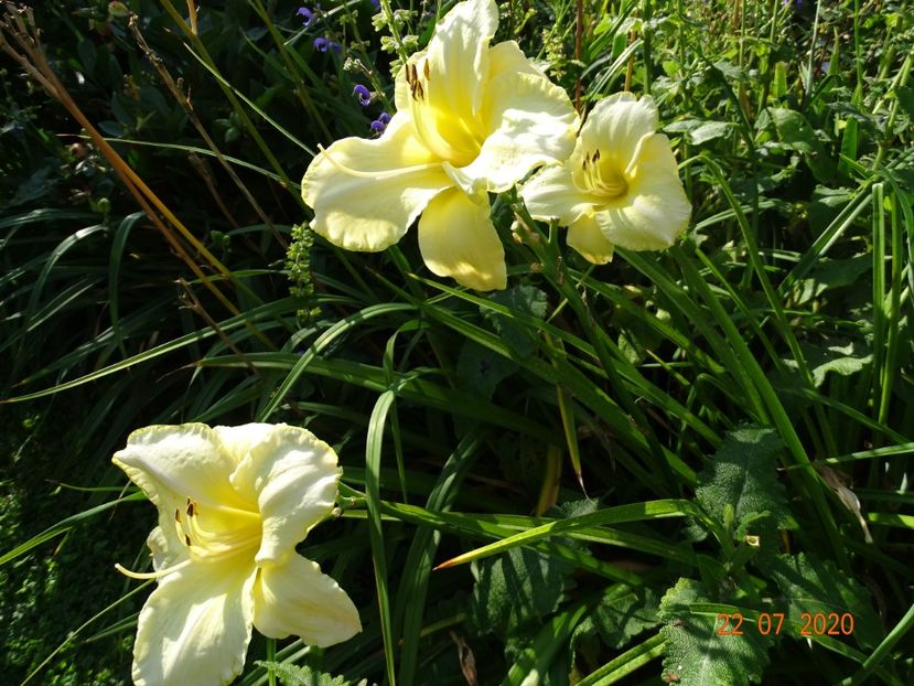  - Hemerocallis 2020