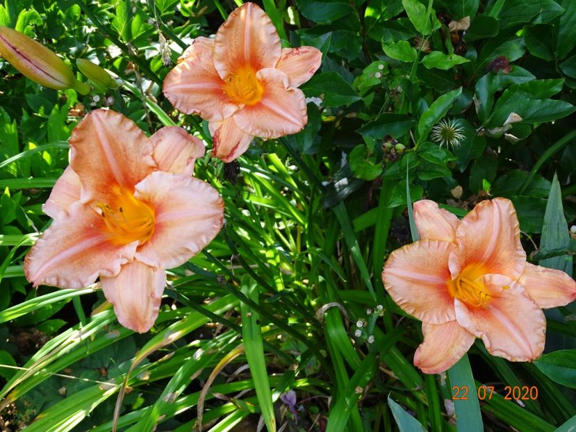  - Hemerocallis 2020