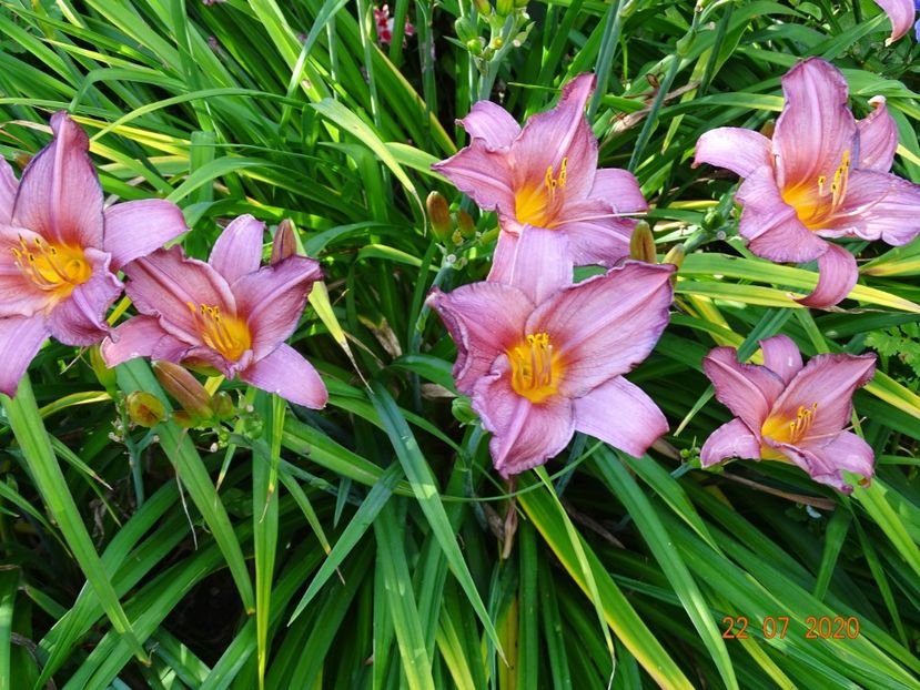  - Hemerocallis 2020