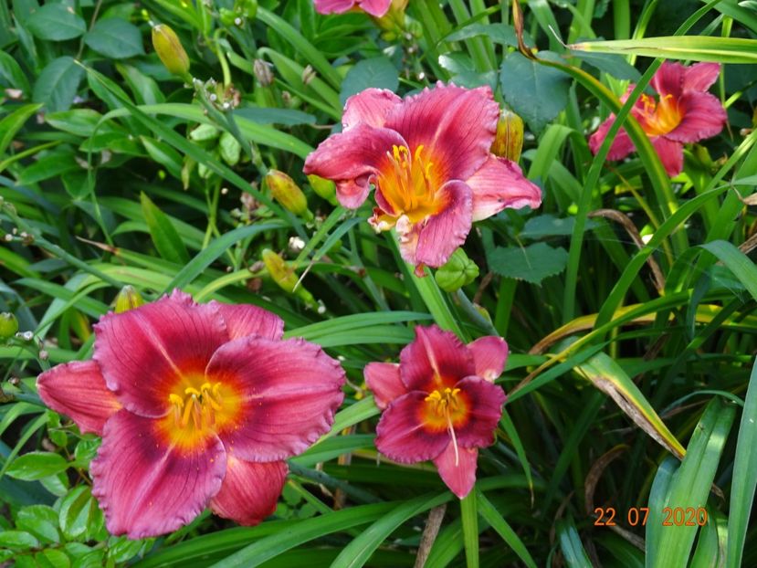  - Hemerocallis 2020