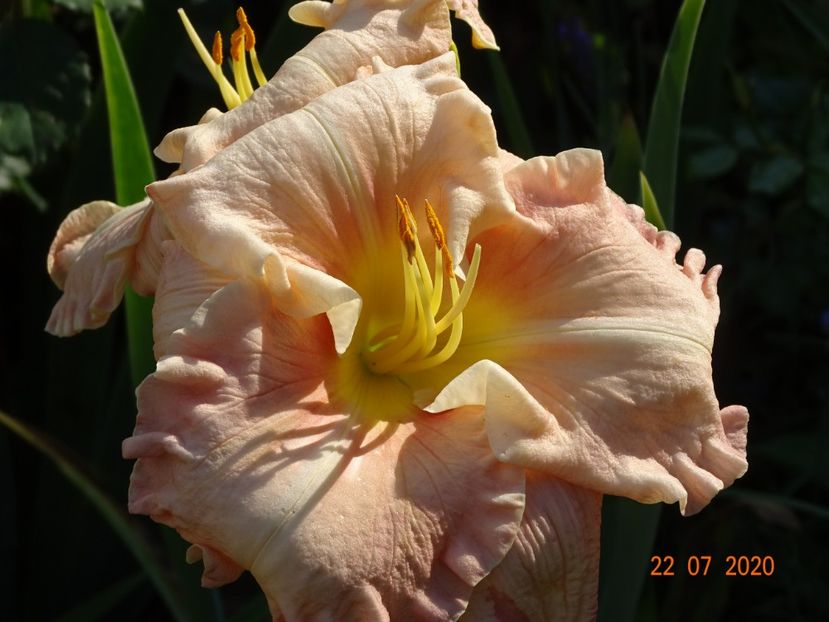  - Hemerocallis 2020