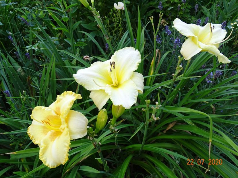  - Hemerocallis 2020