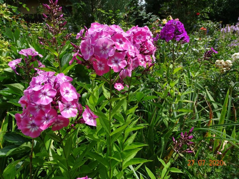  - Phlox 2020