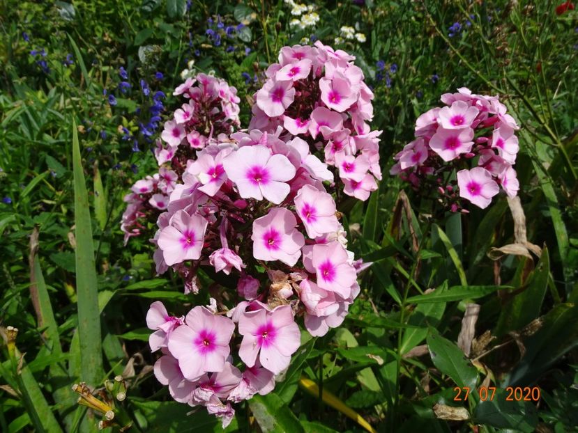  - Phlox 2020