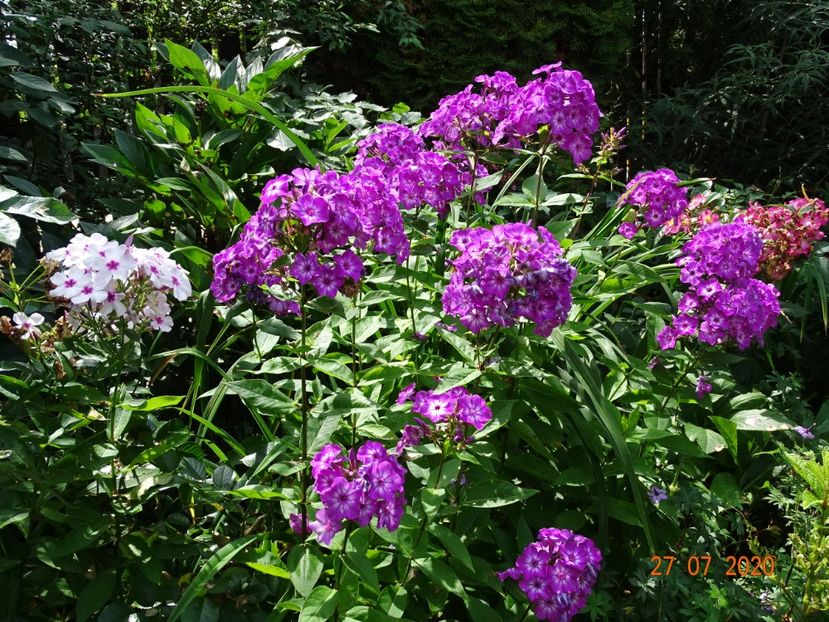  - Phlox 2020