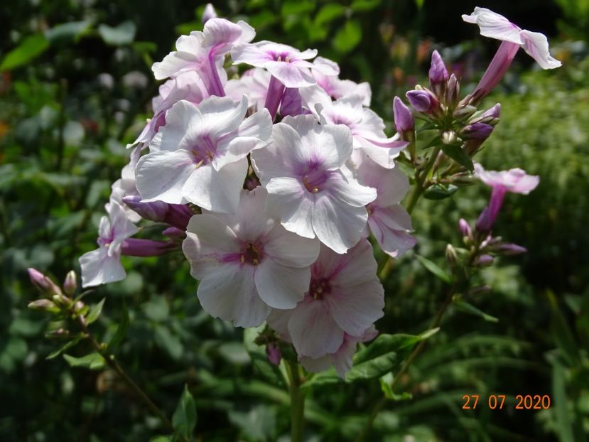  - Phlox 2020