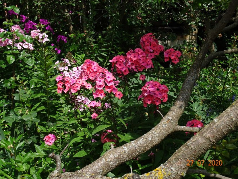 - Phlox 2020