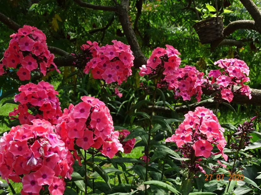  - Phlox 2020