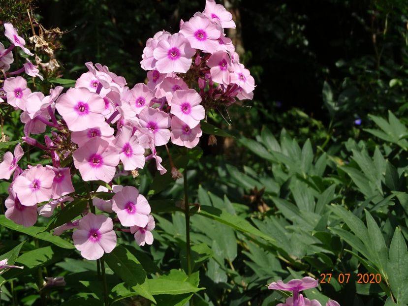  - Phlox 2020