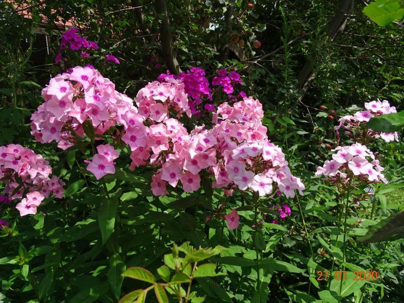  - Phlox 2020