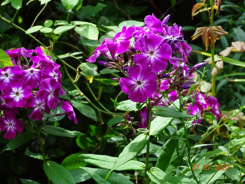  - Phlox 2020