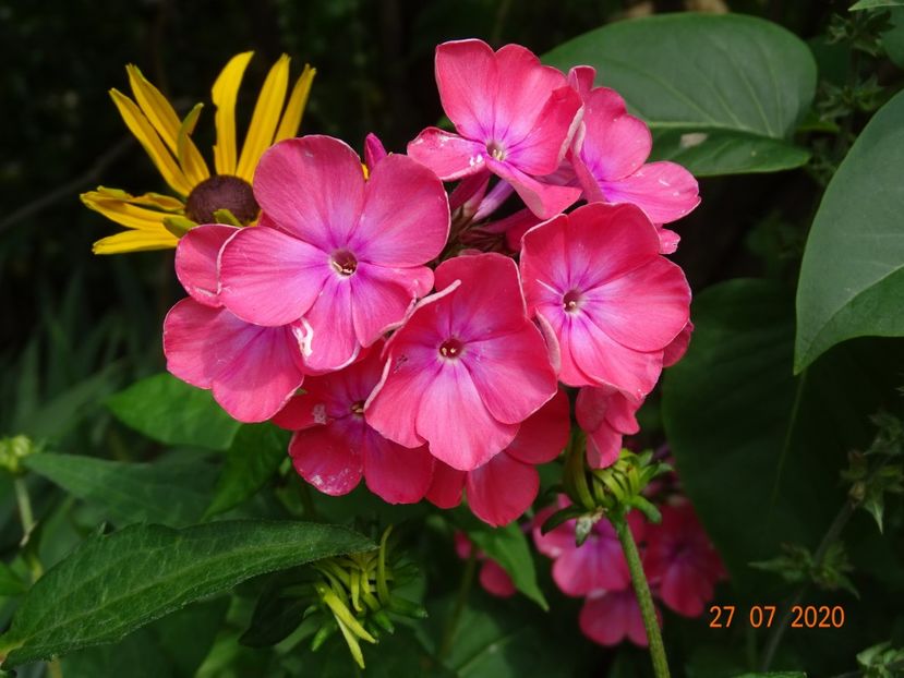  - Phlox 2020