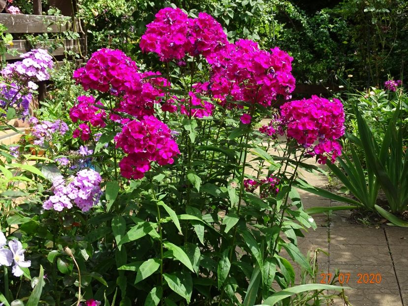 - Phlox 2020
