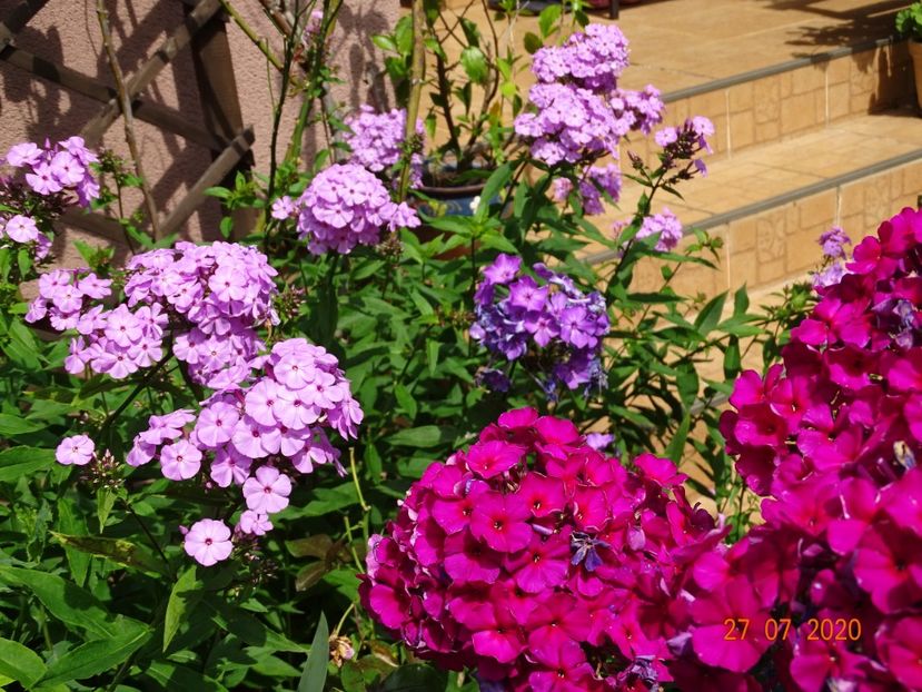  - Phlox 2020