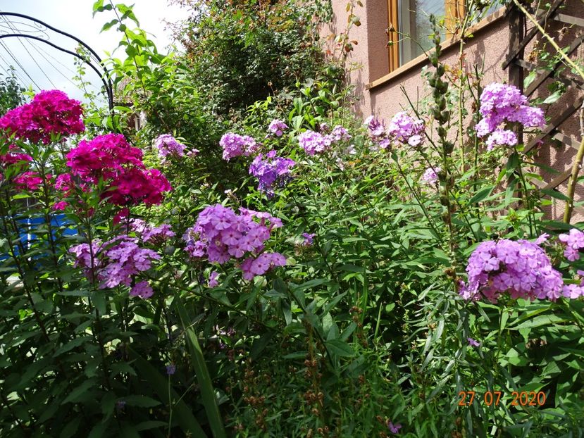  - Phlox 2020