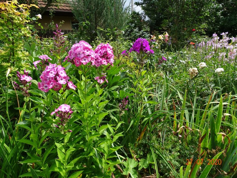  - Phlox 2020