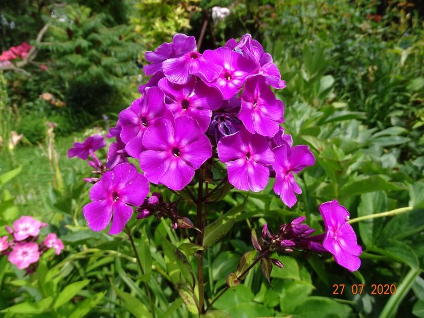  - Phlox 2020