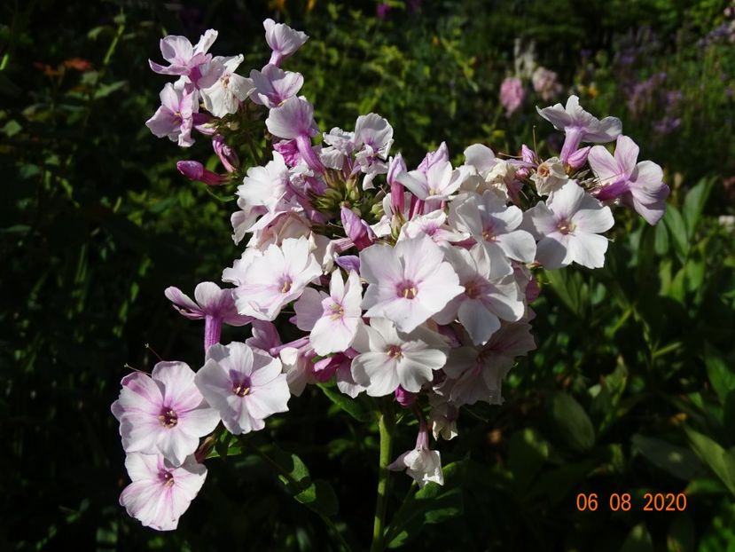  - Phlox 2020